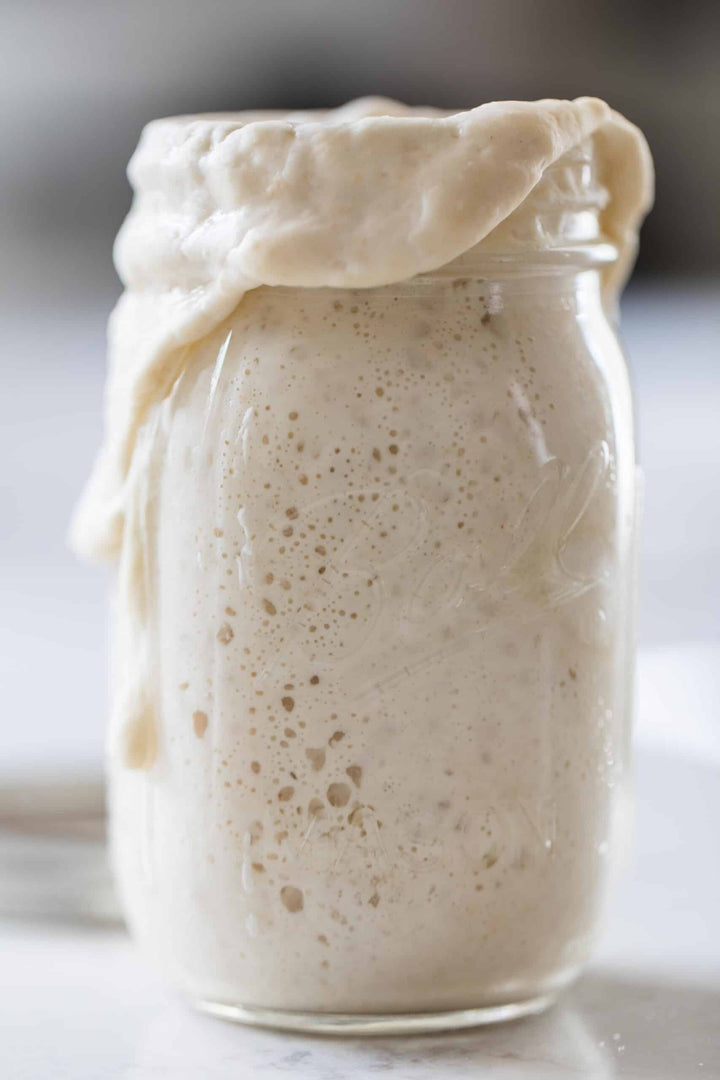Sourdough Starter Organic